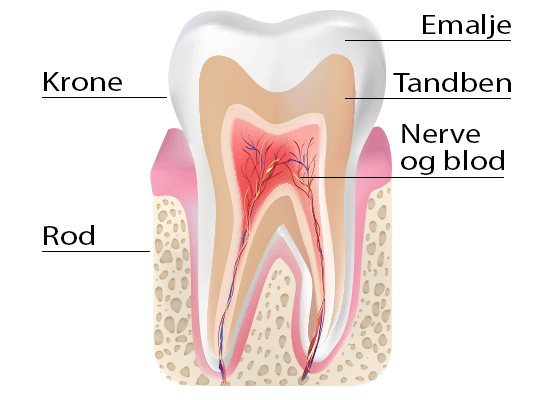Tandens opbygning