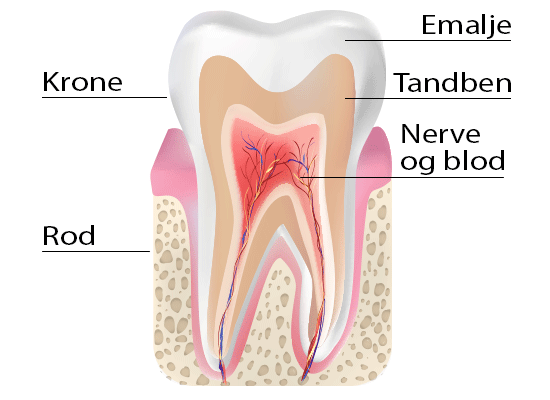 Anatomi for tand